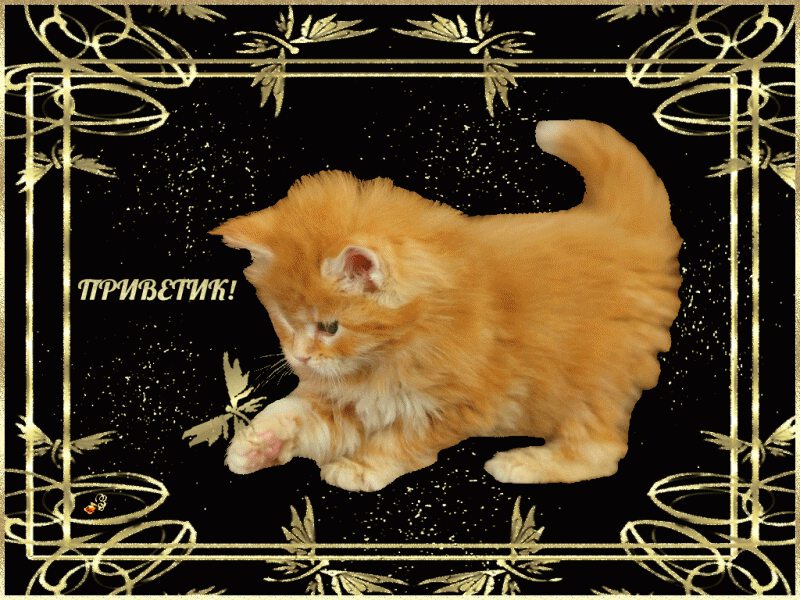 Приветственная открытка с рыжим котенком