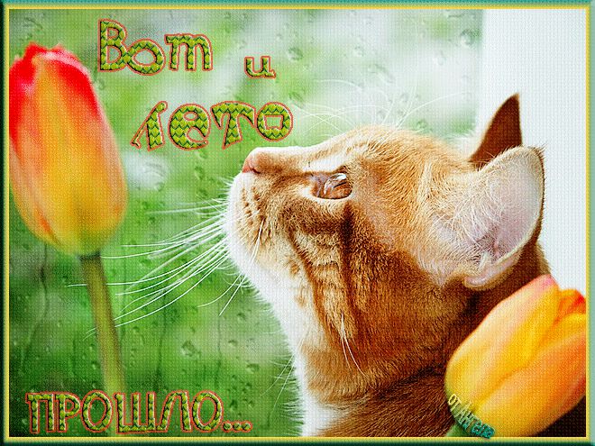 Гиф открытка с котиком и тюльпанами про конец лета