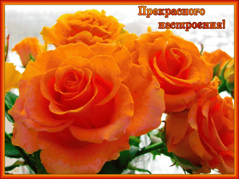 Открытка для Хорошего настроения с оранжевыми розами