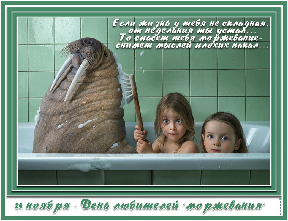 Смешная открытка на День моржа