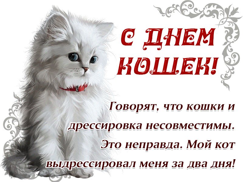 Бесплатная красивая открытка на День Кошек