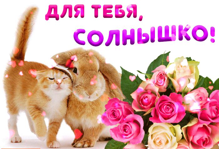 Гиф открытка Для тебя, солнышко с кроликом и котом
