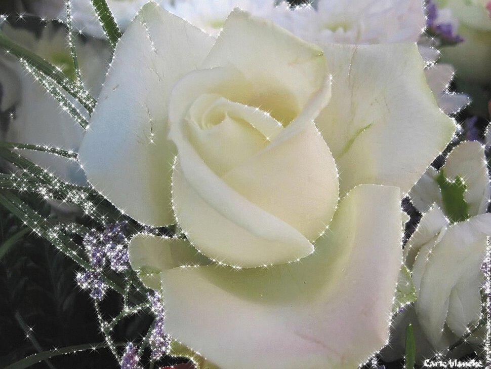 Мерцающая открытка с белым цветком розы