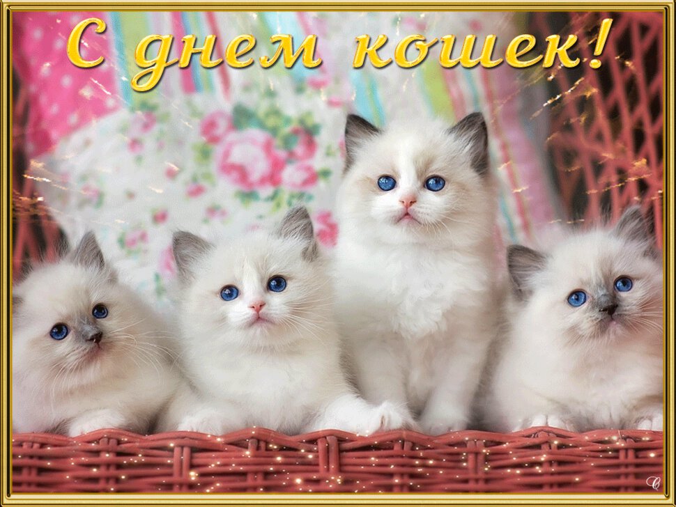 Милая гиф открытка с Днем кошек