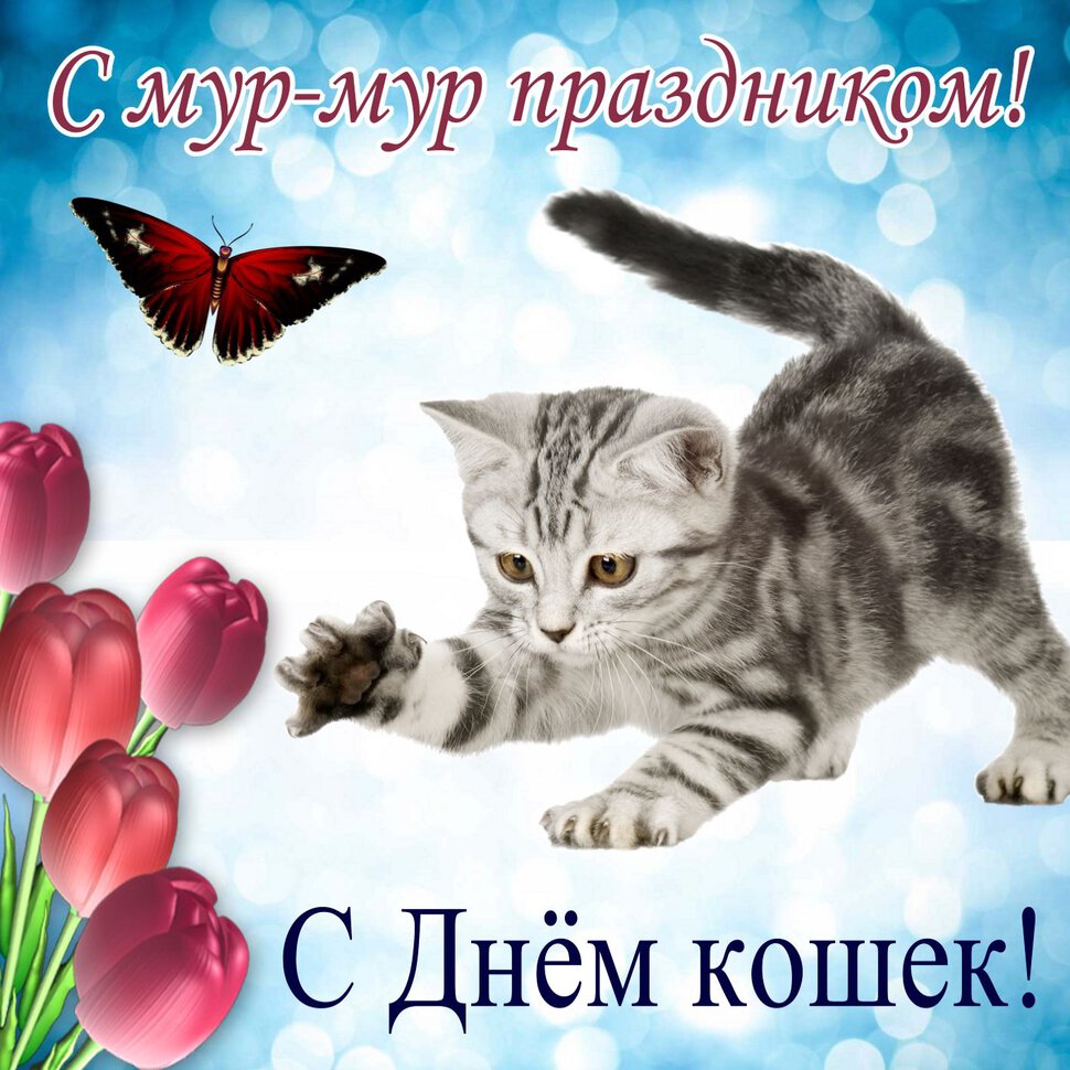 Скачать поздравительную открытку на День Кошек