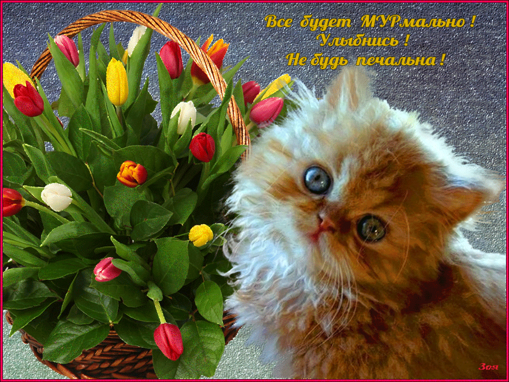 Пусть тебя все обожают. Цветы для настроения. Кот с цветами открытка. Цветы и котик открытка. Котенок с букетом цветов.