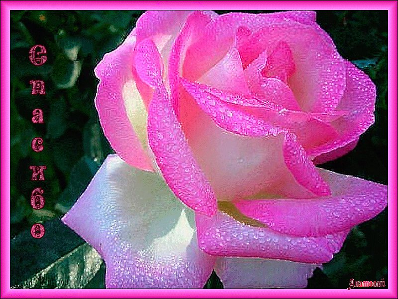 Нежная роза в розовой рамке с благодарностью