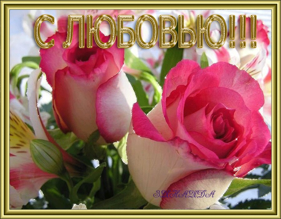 Гиф открытка с бело-розовыми розами в золотой рамке
