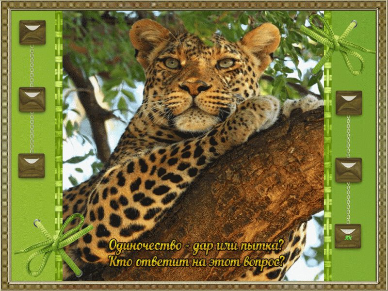 Открытка с леопардом на дереве про Одиночество