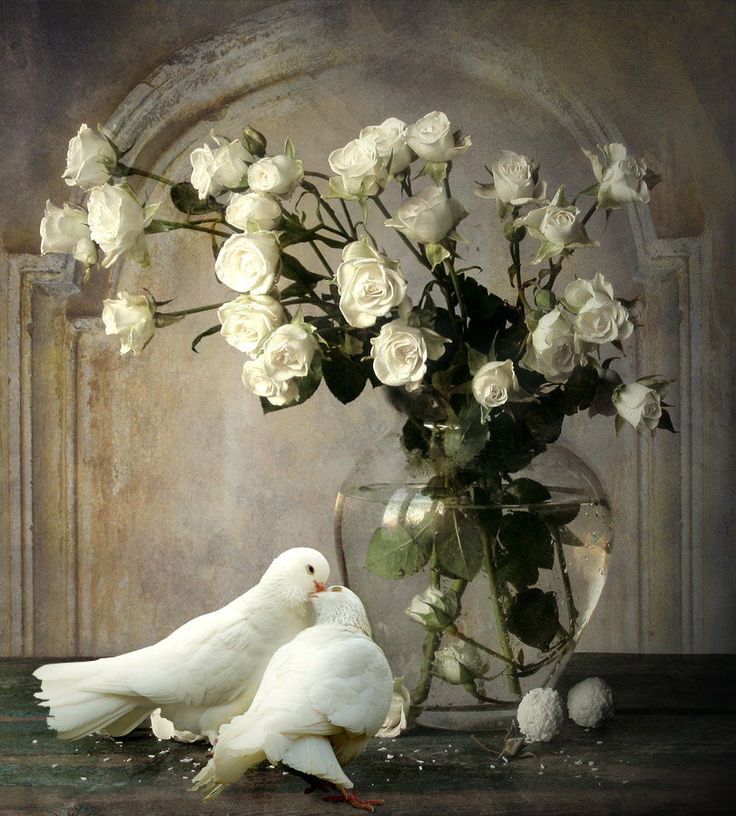 Скачать открытку с белыми голубями и розами
