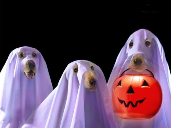 Смешная картинка на Halloween с собаками-привидениями