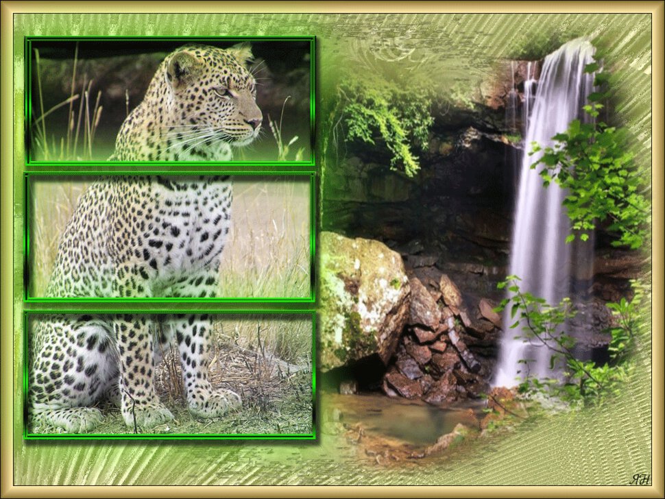 Открытка с грозным леопардом у водопада
