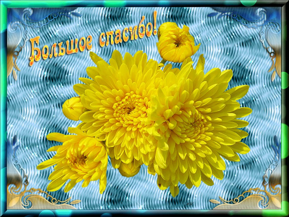 Открытка с желтыми хризантемами в благодарность