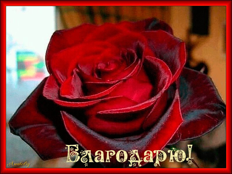 Спасибо розы гифы, поздравление