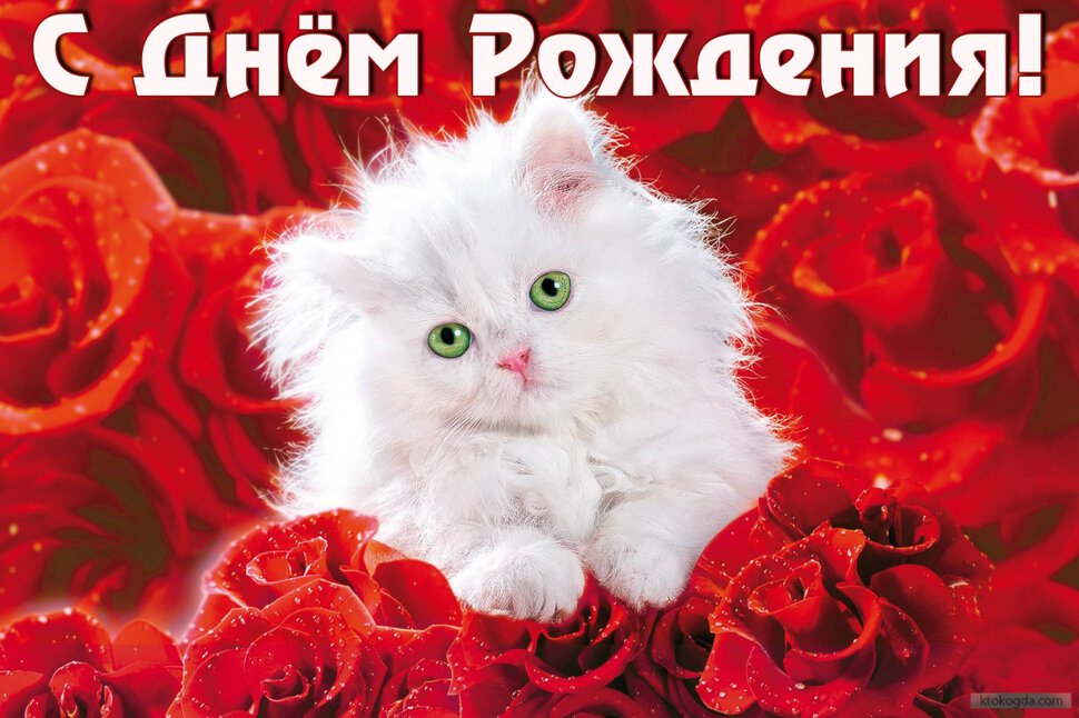 Открытка на День Рождения с котенком и розами