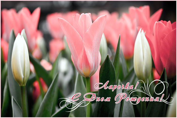 Красивая открытка Ларисе с тюльпанами