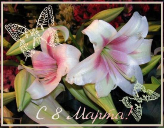 Открытка на 8 марта с лилиями и бабочками
