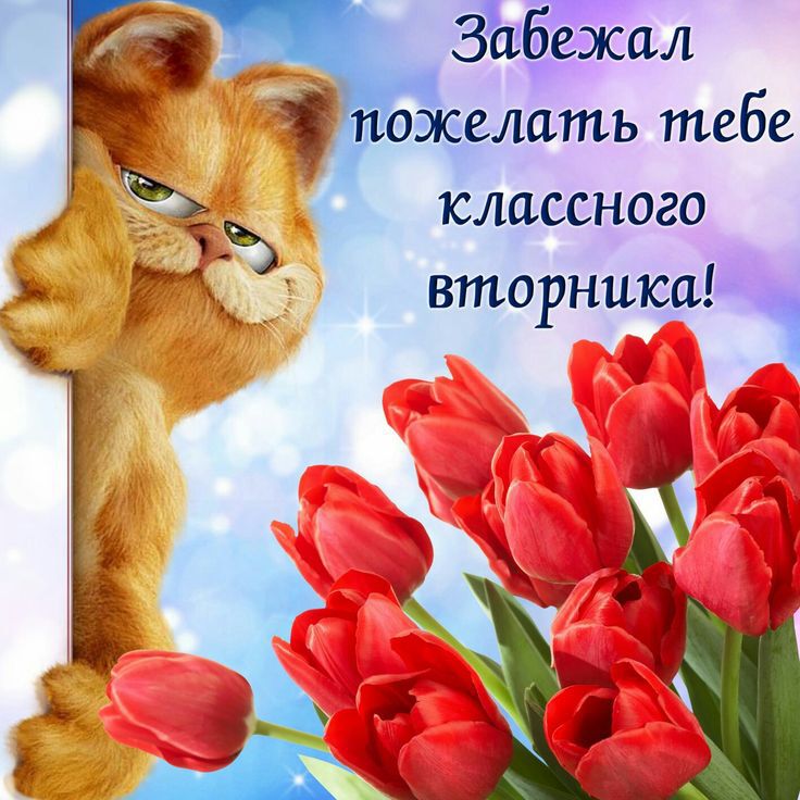 Скачать открытку про Вторник с котом и тюльпанами
