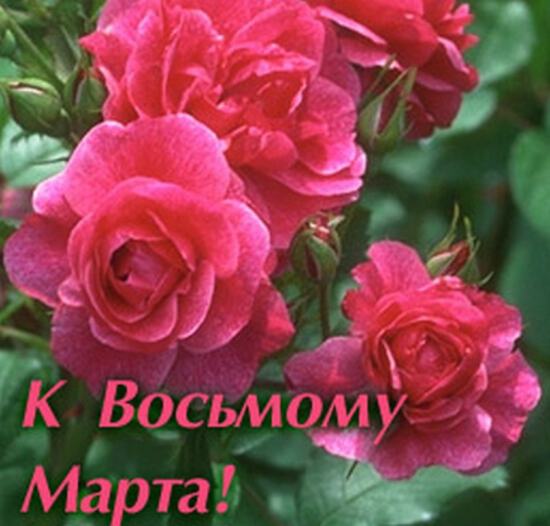 Открытка к 8 марта с розовыми розами