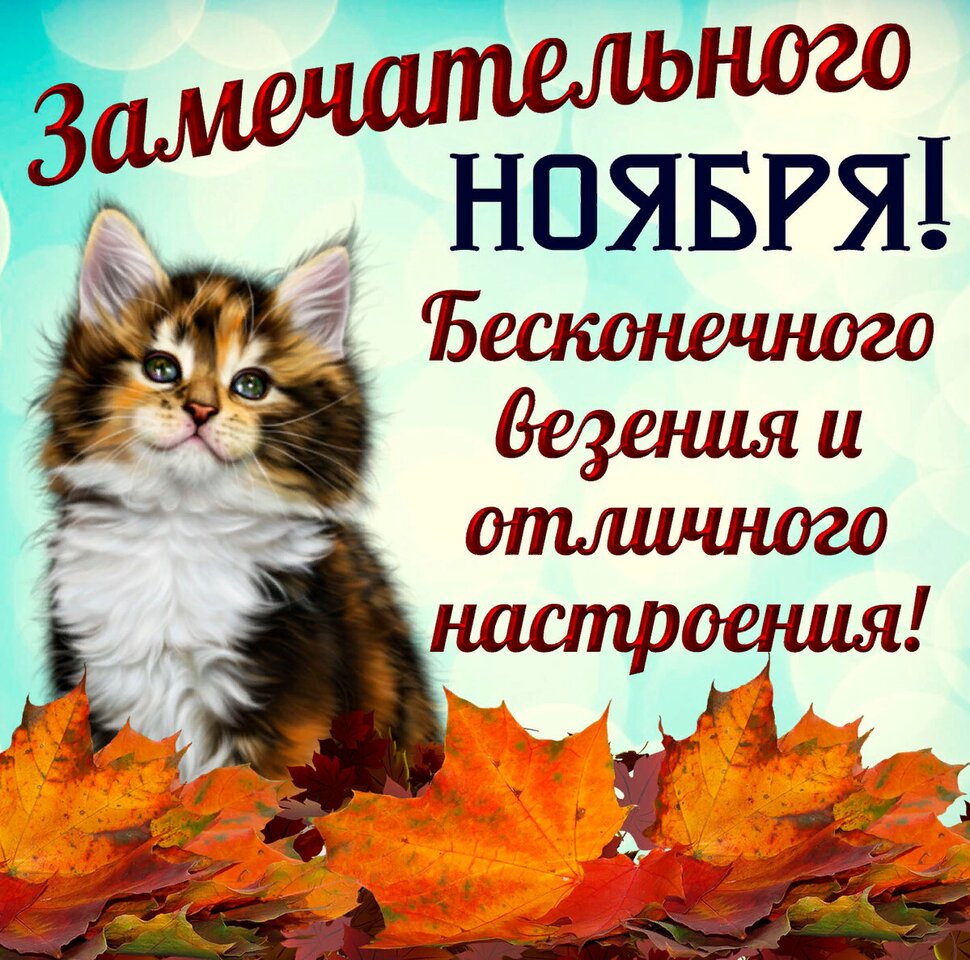 Замечательного ноября! Котик и кленовые листья