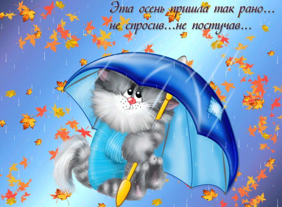 Гифка с котиком в дождливую погоду
