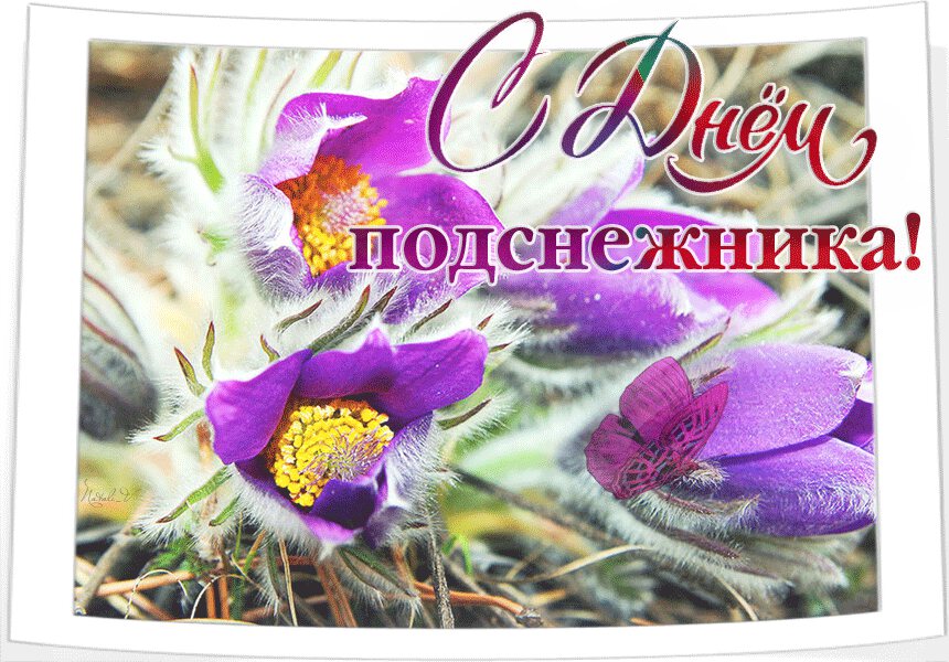 Скачать классную гиф открытку на День подснежника