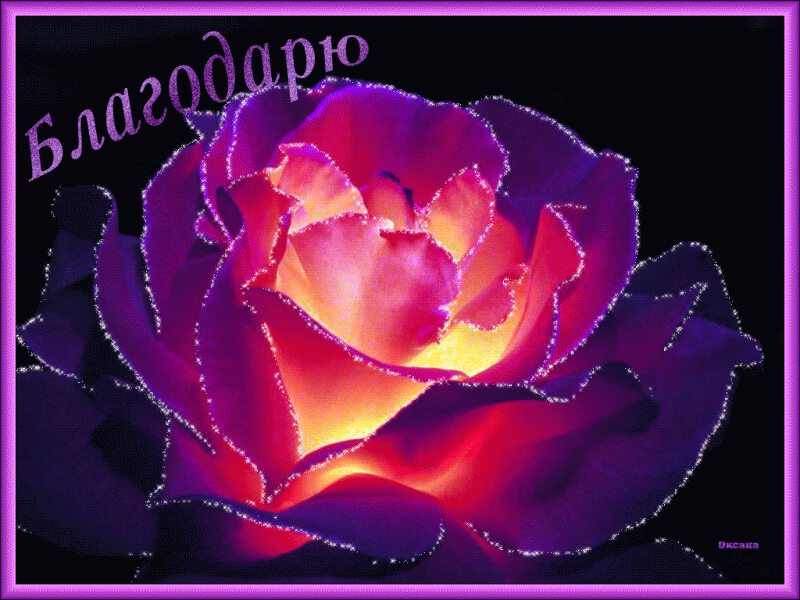 Открытка с фиолетовой розой в благодарность