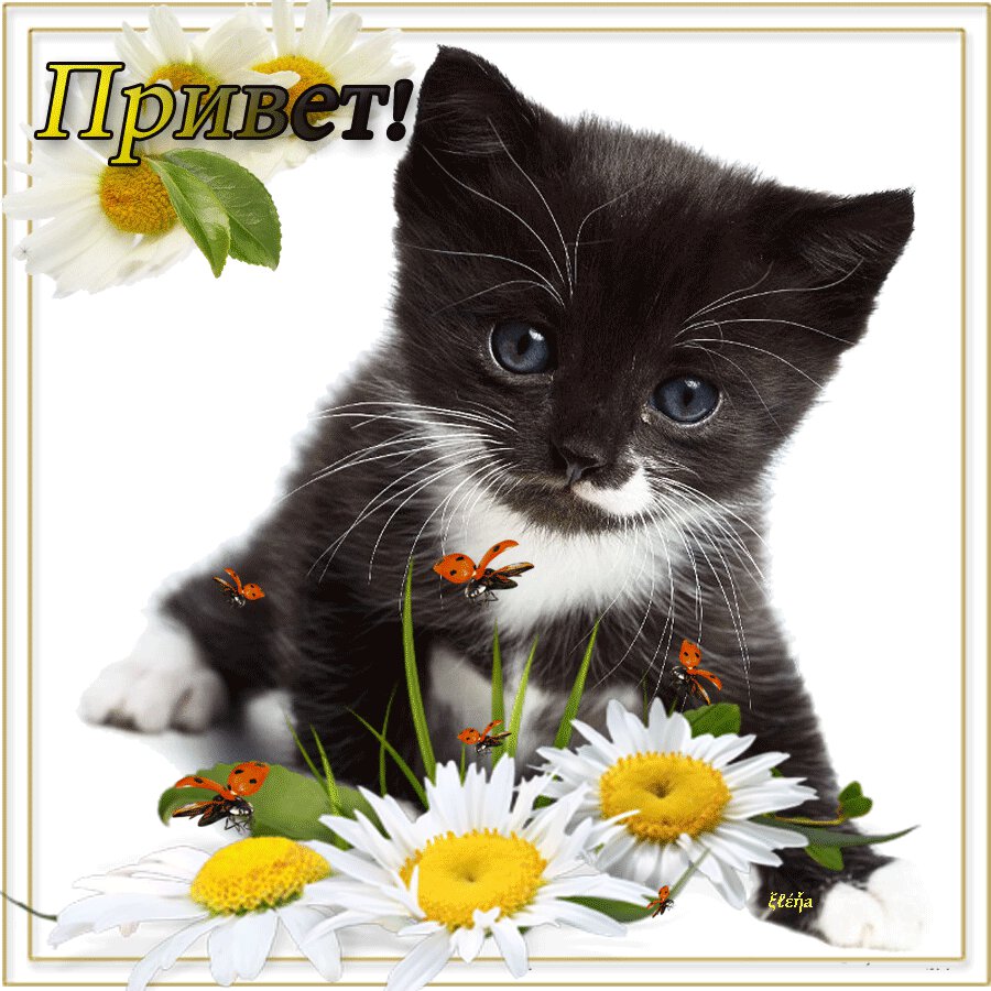 Анимационная открытка с котенком Привет!