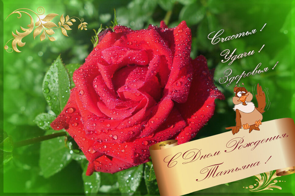 Красивая открытка для Татьяны с розой в День Рождения