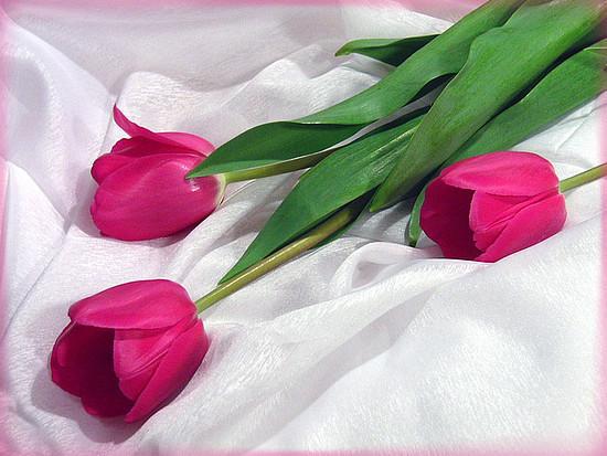Открытка с розовыми тюльпанами