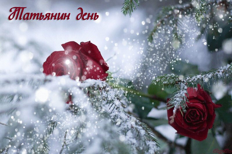 Классная гиф открытка на Татьянин день с розами в снегу