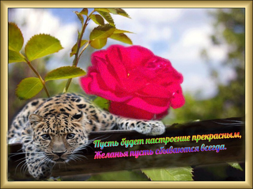 Открытка с леопардом и розой в золотой рамке