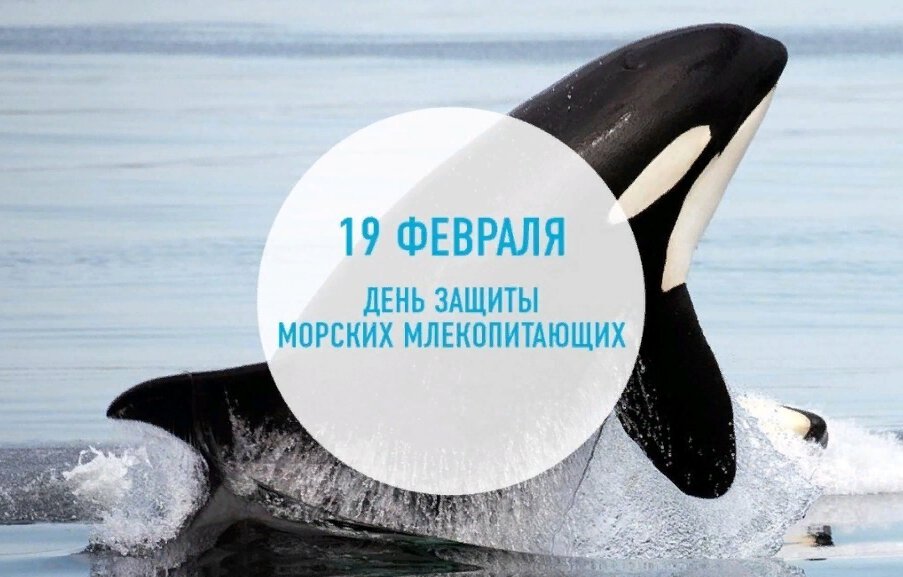 Скачать простую открытку на Всемирный день китов