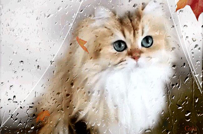 Котик у окна в дождливую погоду. Анимашка