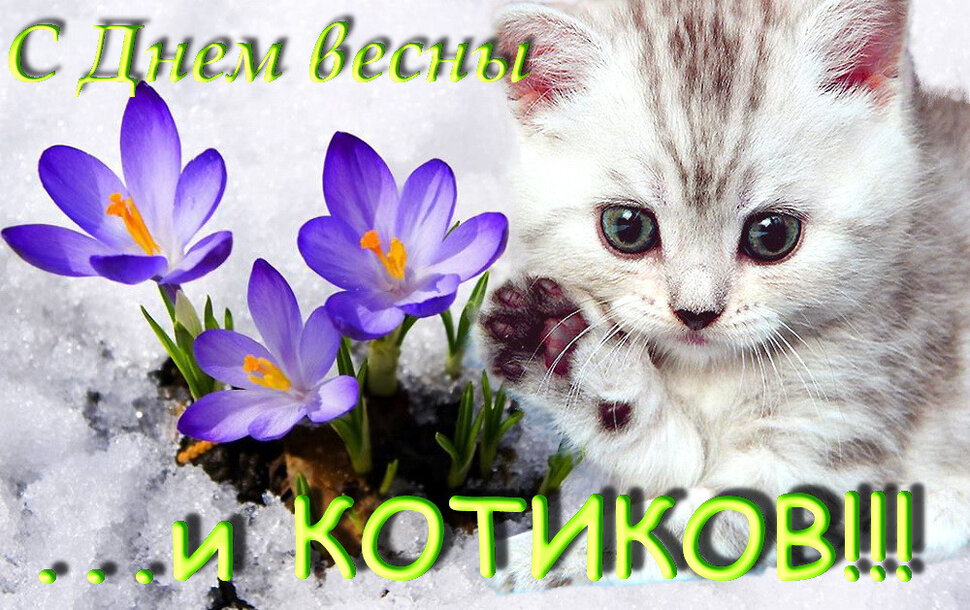 Красивая открытка с Днем кошек