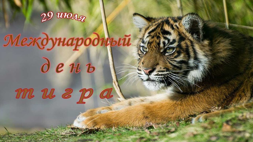 Скачать яркую открытку на День тигра