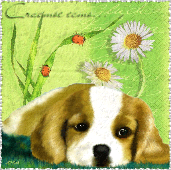 Будьте добрее гифки. Открытка «собачки». С днём рождения собачки. День собачьего счастья открытки. Открытки с изображением собаки с благодарностью.