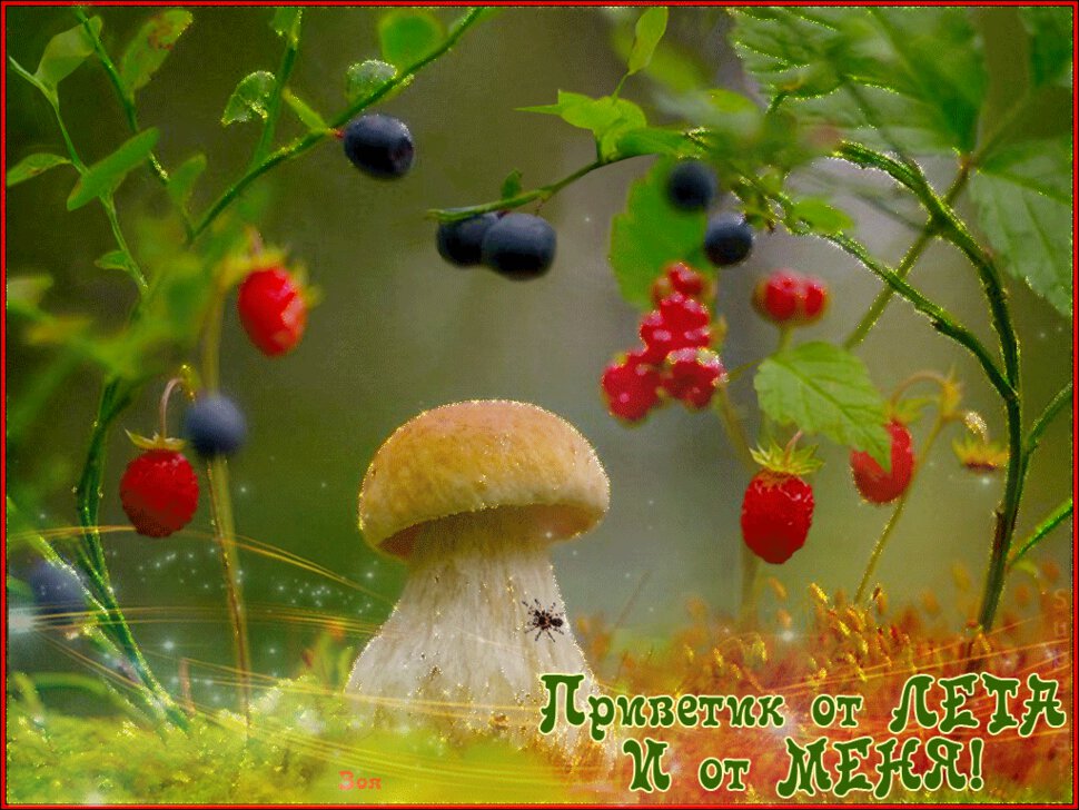Летняя открытка с Грибами и ягодами