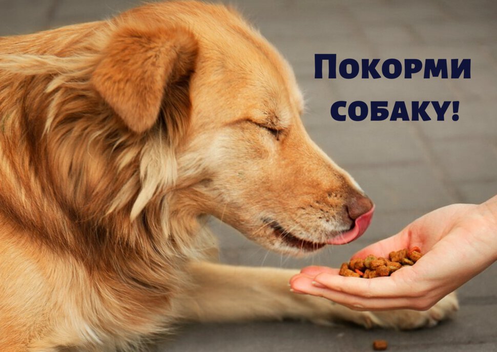 Скачать бесплатную открытку с надписью Покорми Собаку