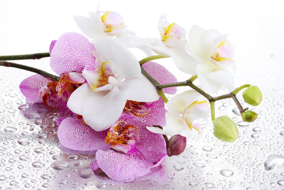 Красивая открытка с цветами Орхидеи