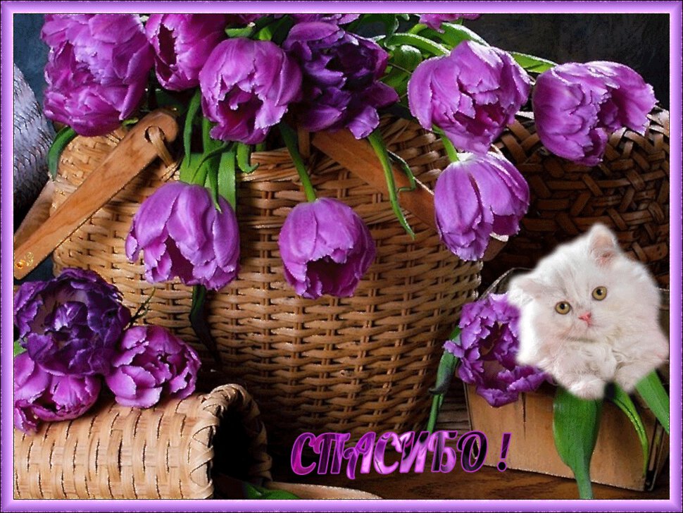 Фиолетовые тюльпаны с котиком в благодарность
