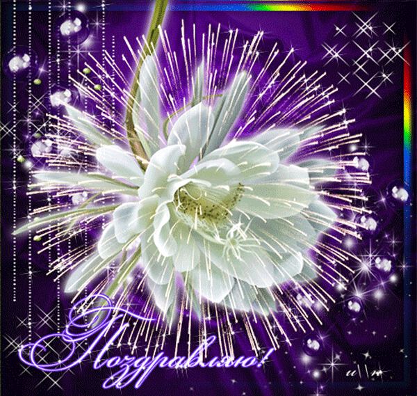 Анимационная открытка с цветком и салютом