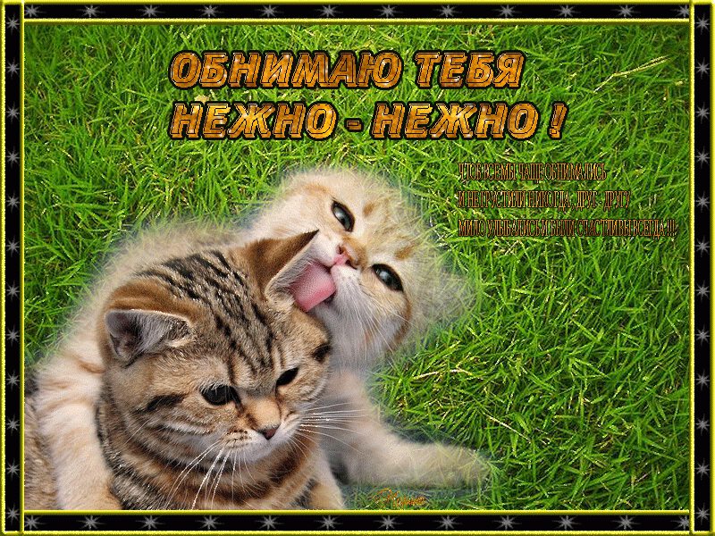 Котики и обнимашки. Обнимаю Тебя нежно!