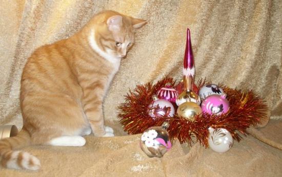 Котик с новогодними украшениями