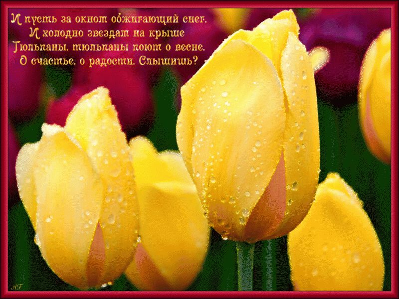 Желтые тюльпаны в росе со стихами