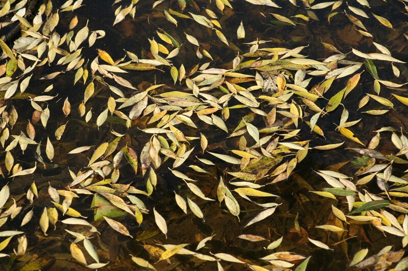опавшие листья на воде