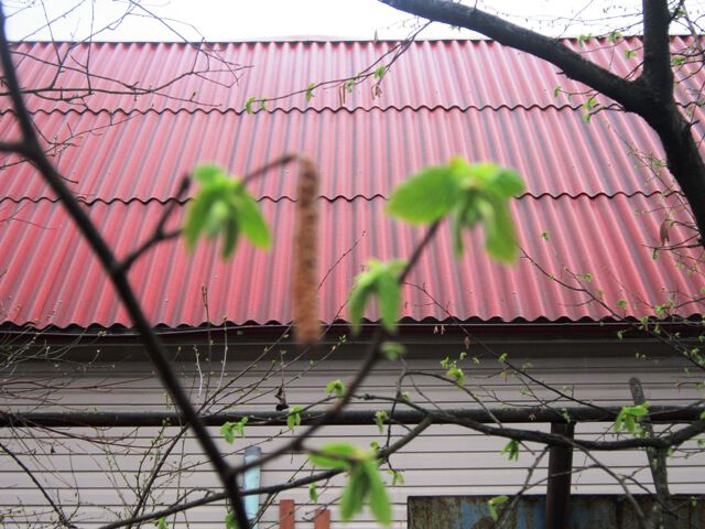 Зеленые листья и красная крыша
