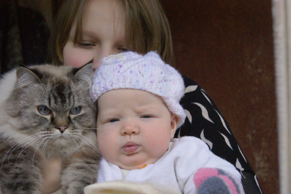 дочка,внучка и кот