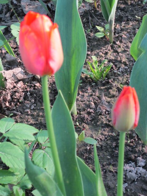 Два красных тюльпана