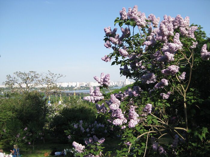 Киевский ботанический сад весной